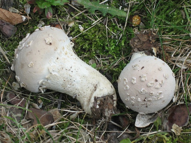 Lycoperdon mammiforme Pers.:Pers.
